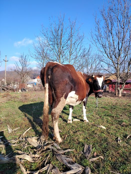 Vând vacă gestantă