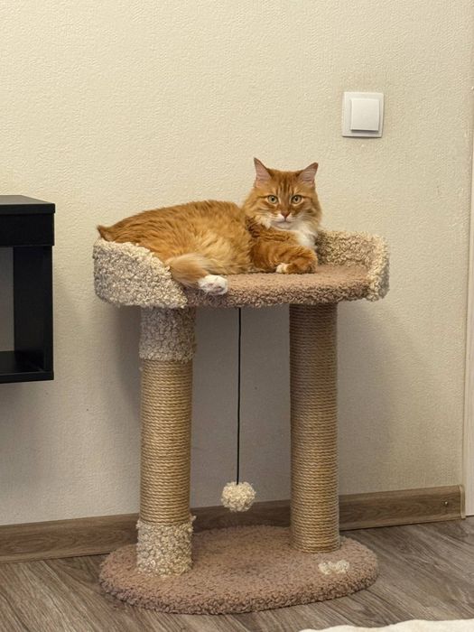 Когтеточка лежанка устойчивая качественный. Зоодомики