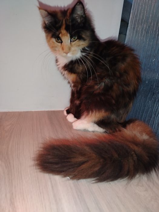 Fetita Maine Coon XXL