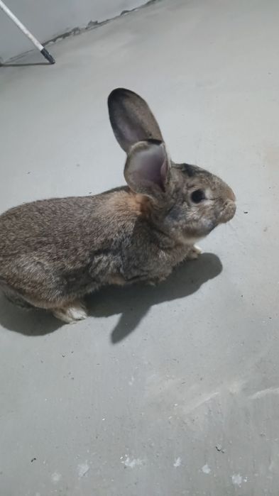 Vând mascul de rasă