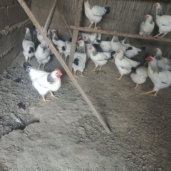 Продам молодых курочек срочно