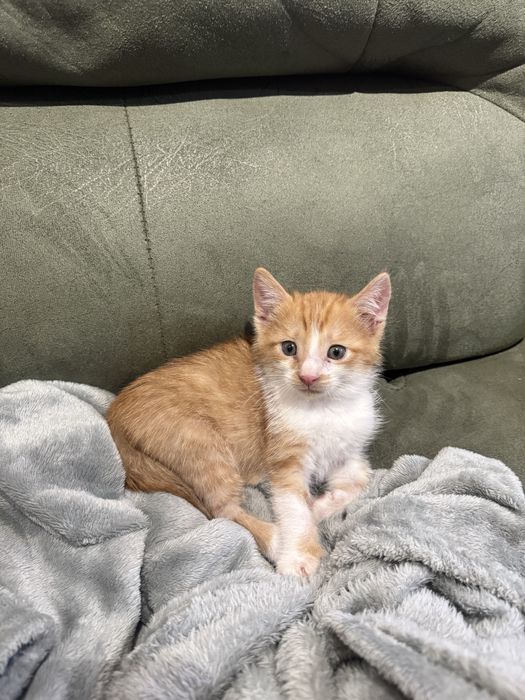 Котенок Бесплатно
