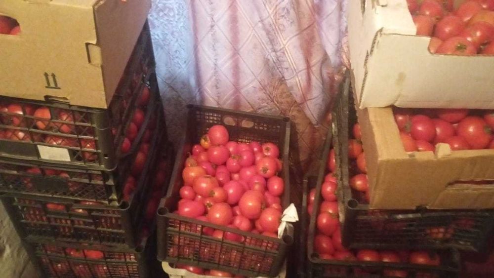 Помидоры домашние