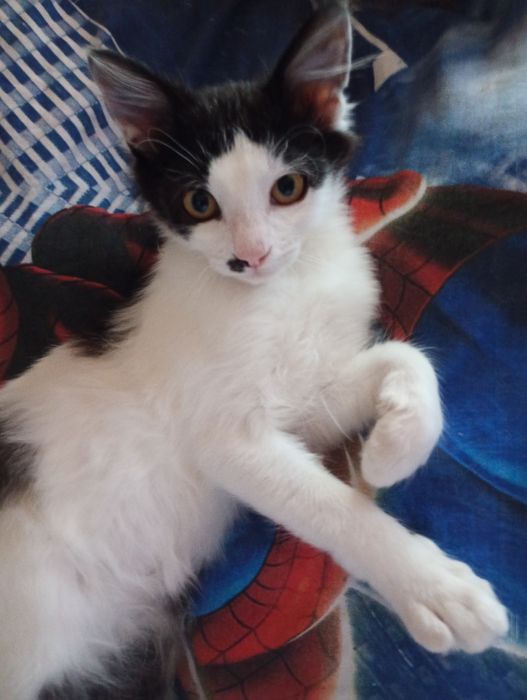 Pisicuți spre adopție