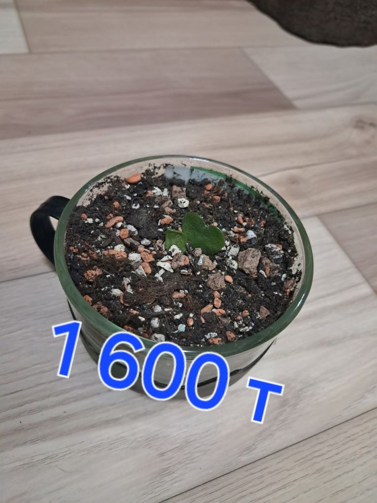 Продам комнатные растения