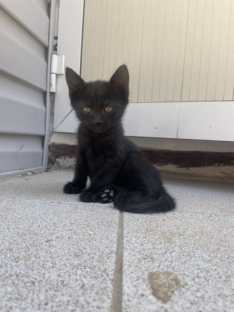 Котята бесплатно