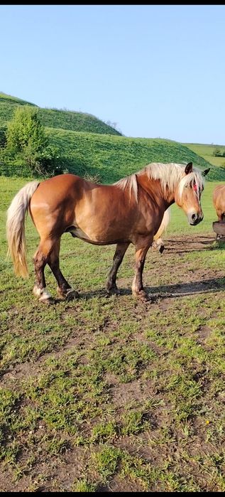 Vând  iapa și manza