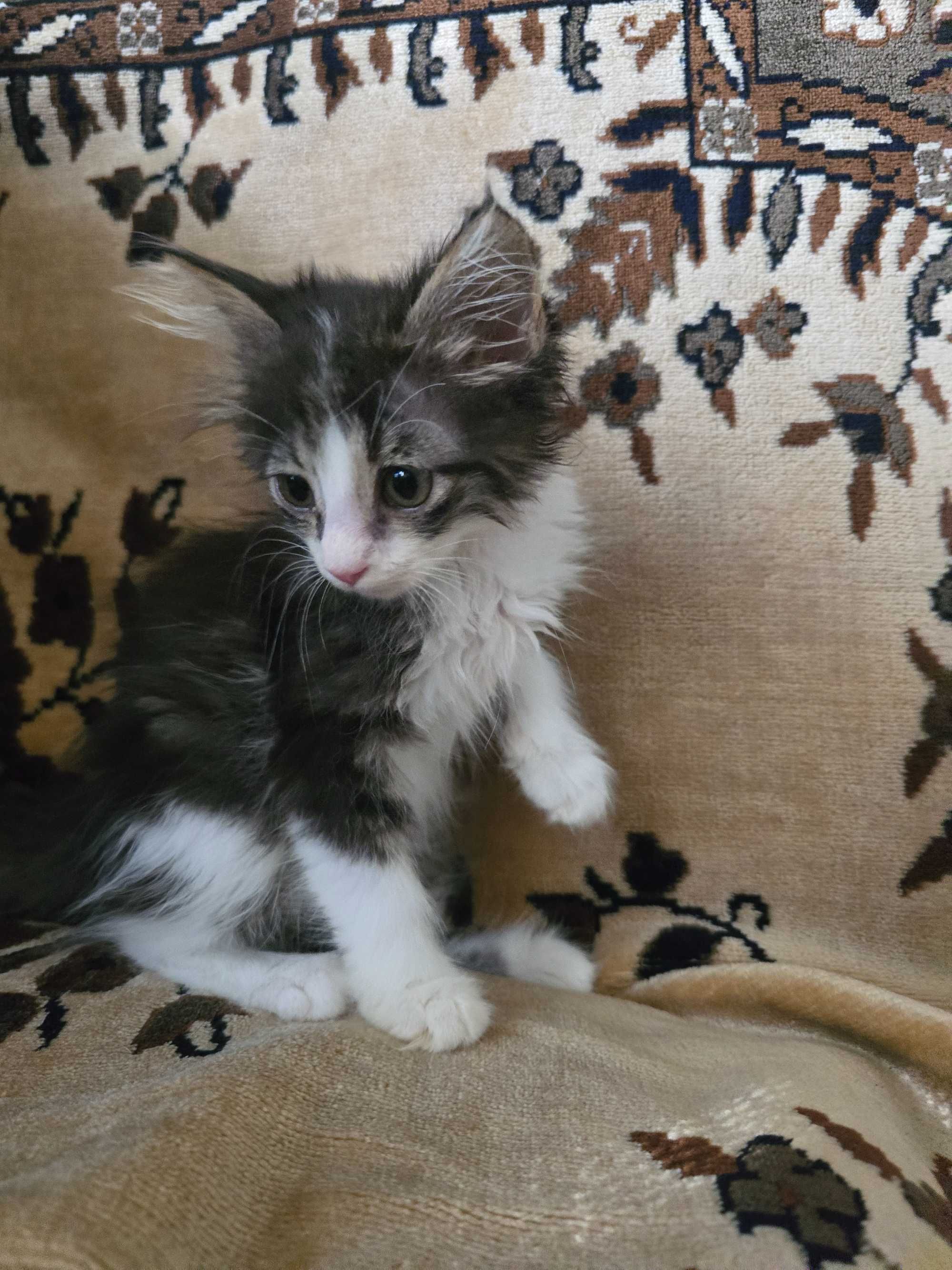 Котёнок, девочка, 2 месяца