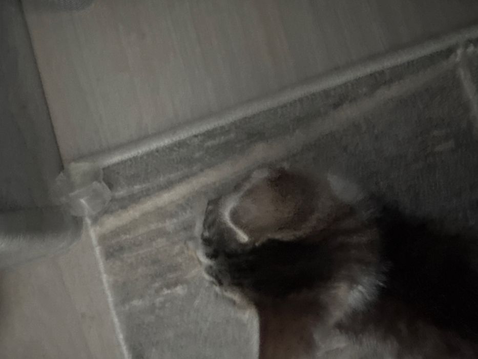 Отдам котенка в хорошие руки