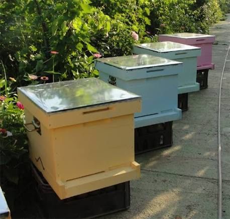 Vand stupi cu famili de albine