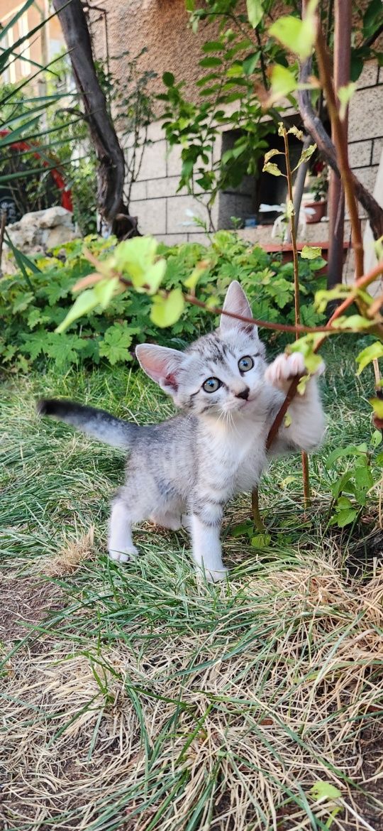 Подарявам малки котета