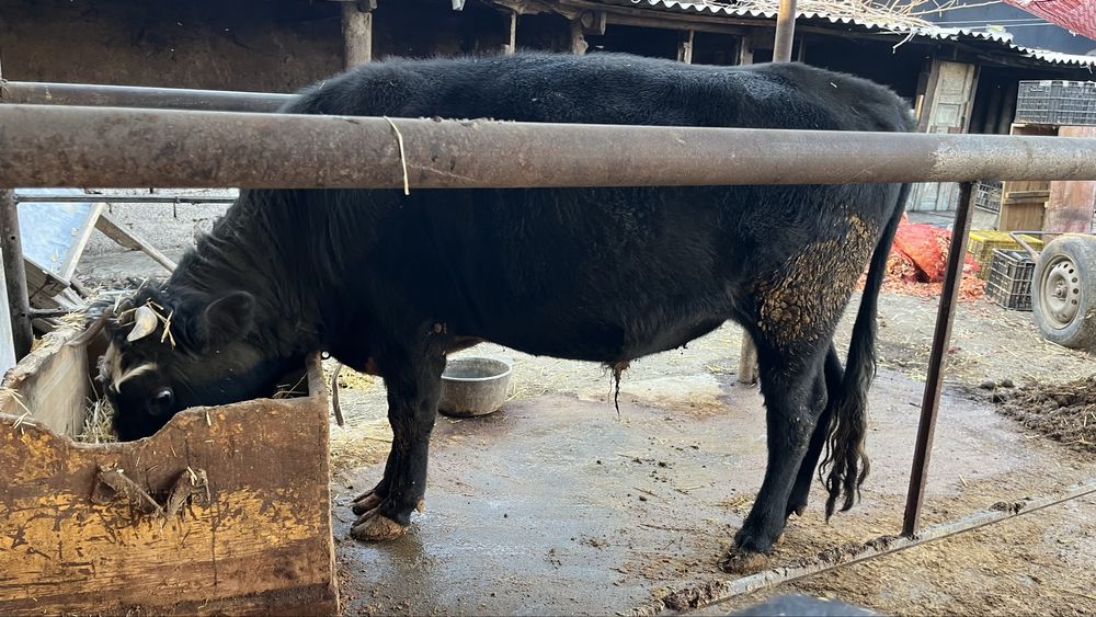 Buka sotiladi Продаётся бык