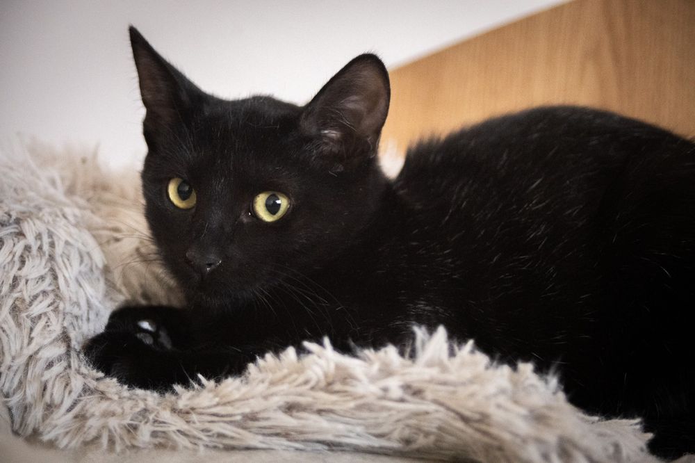 Pui de pisica,pisicuta de adoptat,puiut de pisica pentru adoptie,pisi