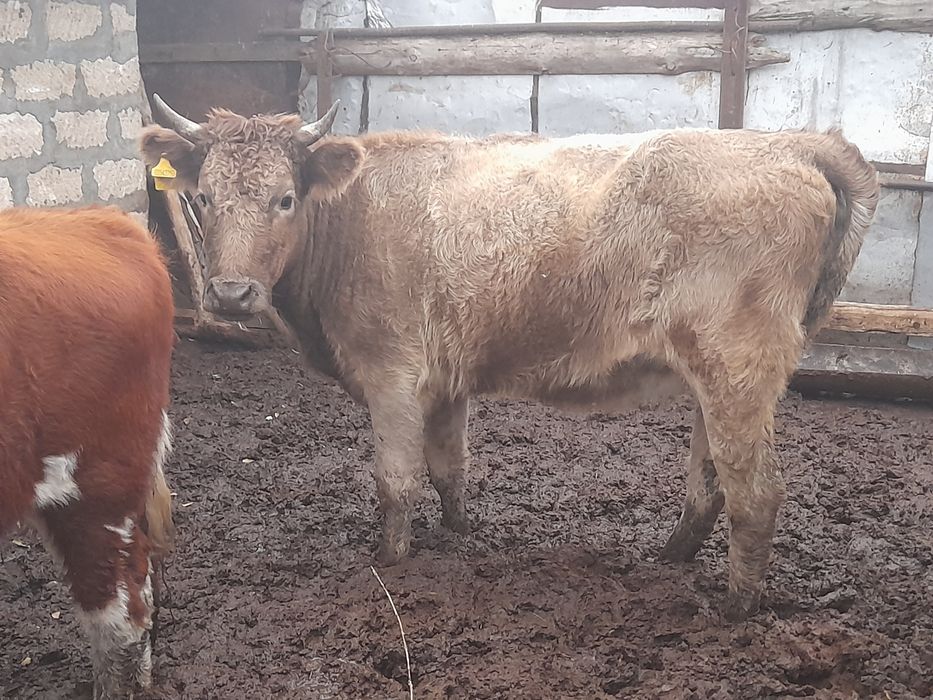 Продам тёлку возраст 1.5 г