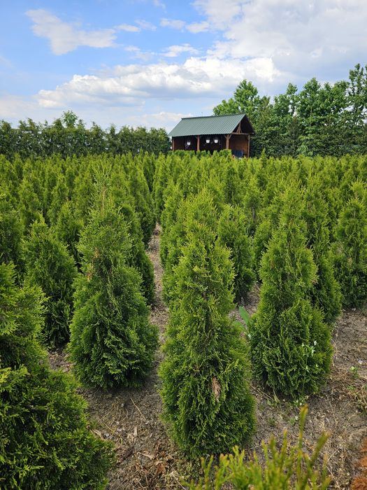 Tuia columnaris,smaragd