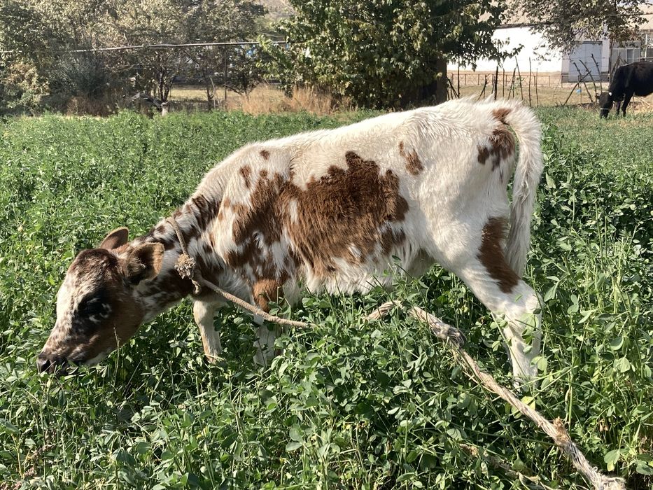 Она бола сигир 23 000,000