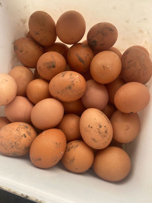 Домашни яйца с лична доставка