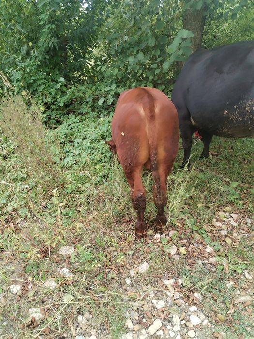 Vaca cu vițel de vânzare angus