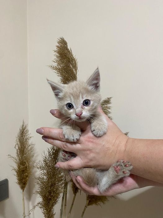 Отдам кота в добрые руки бесплатно