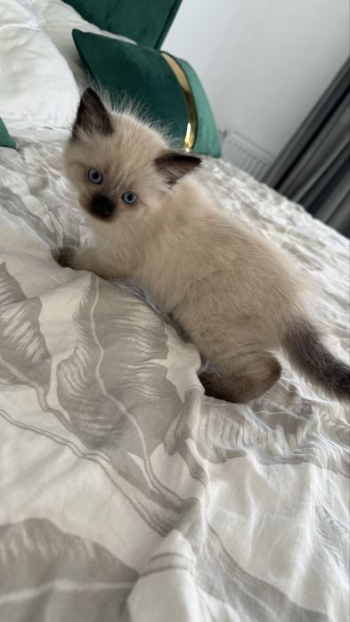 Motanel Ragdoll 6 saptamani