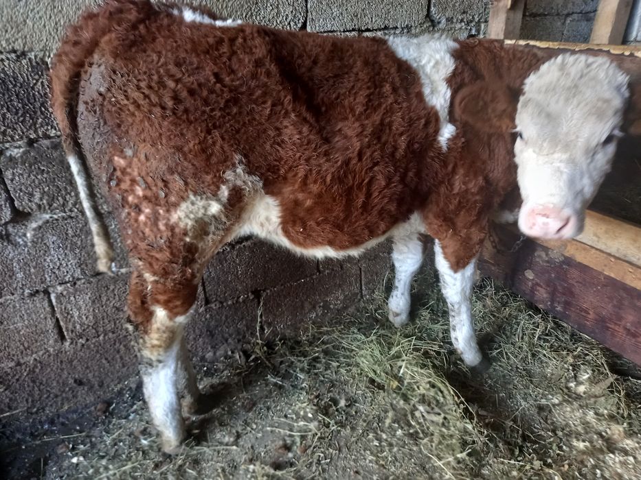 Vând vitica baltata românească de 4 luni
