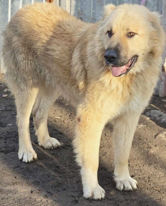 ПорОдиСтыЕ сОбаЧки ждут СтаРых или более ответственных новых хозяев