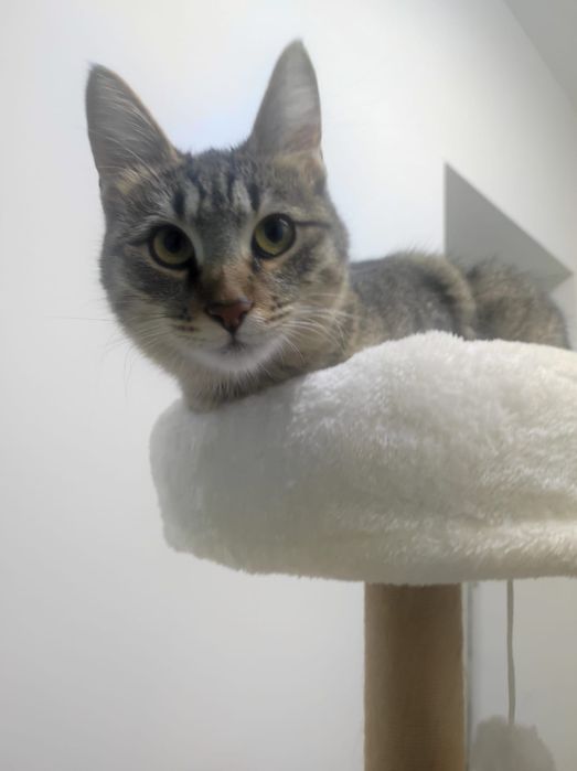 Кошечка Мыша ищет дом