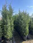 Plante ornamentale