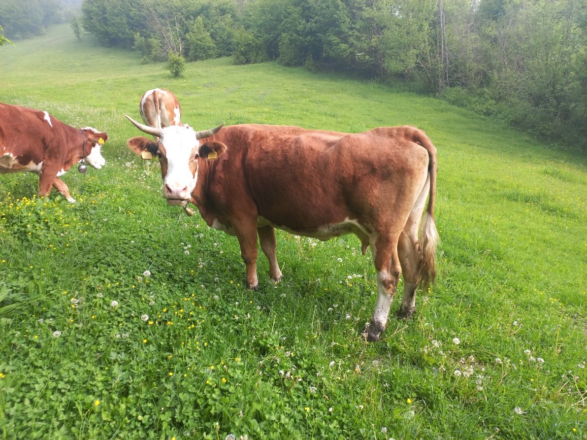 Vand doua juninci si o vaca, baltata romaneasca