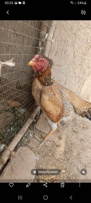 Ko shamo xo'roz  bilan dakan makiyon  sotiladi