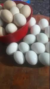 Vand oua de rata Pekin , am si 5 rate de vandut