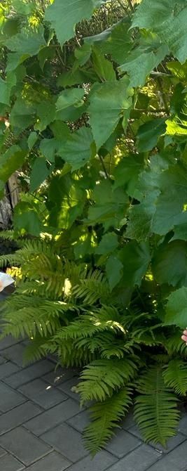 Цветы садовые многолетние