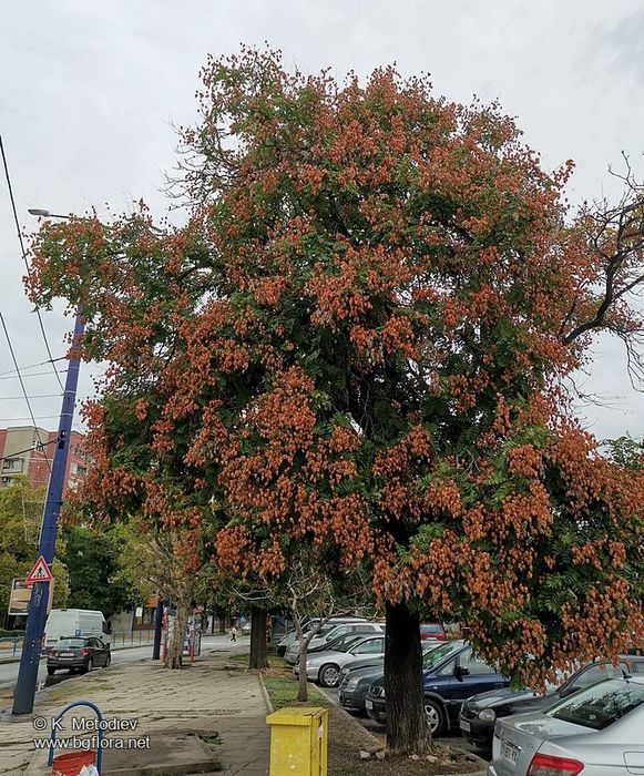 Фиданки от китайски мехурник