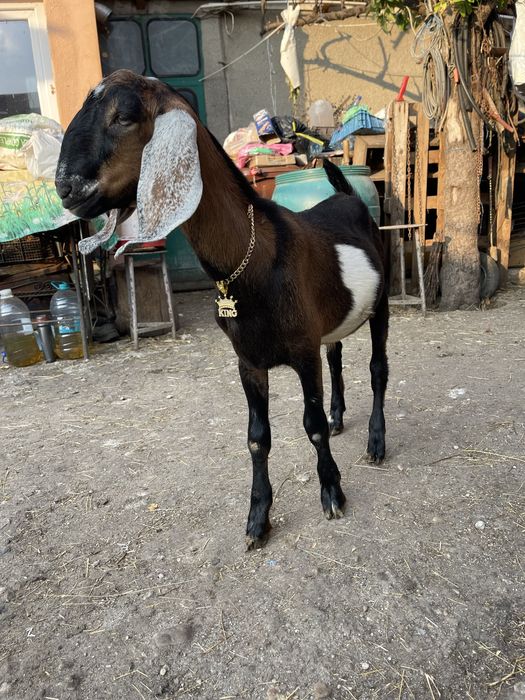 Vand tap anglonubian din parinti cu pedigree de slovacia