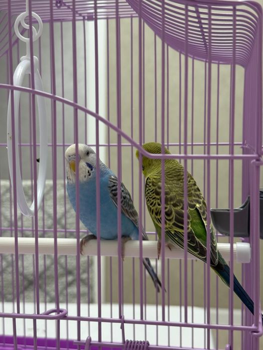 Продам попугаев девочка и мальчик