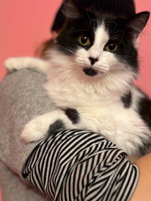 Отдам кошку, стерилизованная