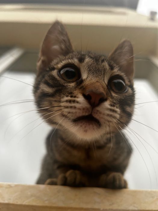 Adoptie pisoi 4 luni