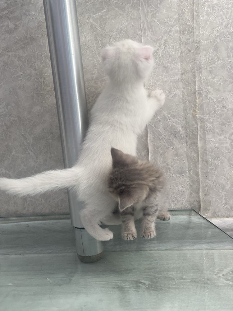 Продаются котята Scottish Fold и Scottish Straight!