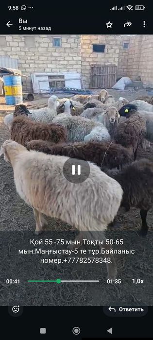 Қой тоқты сатылады.