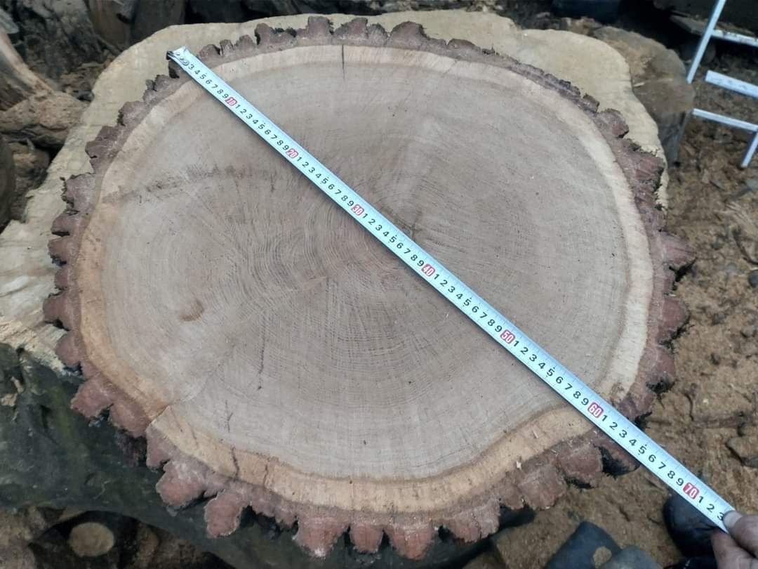Rondele lemn diferite esente