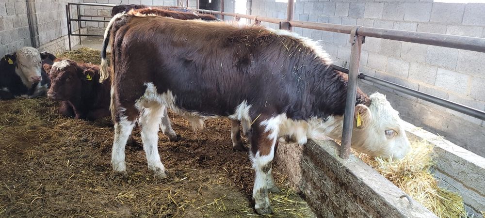 На продаже,бычки, бұқа , подсос