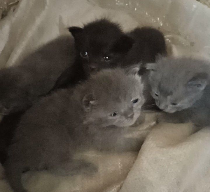 Отдам даром котят и кошку