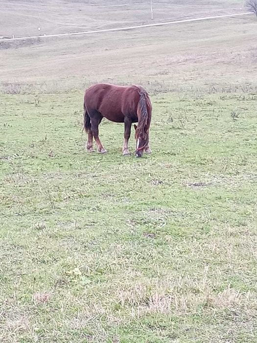 Vând mânz 1 an și 4 luni