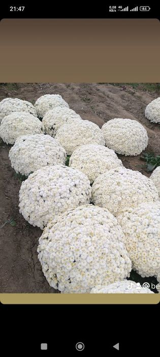 Xrizantema gul koʻchatlari