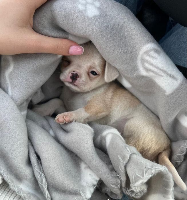 Продава се бебе мини чихуахуа на 7 седмици с втора ваксина