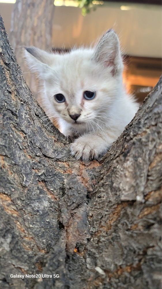 Продается  котяты сиамский шыншили