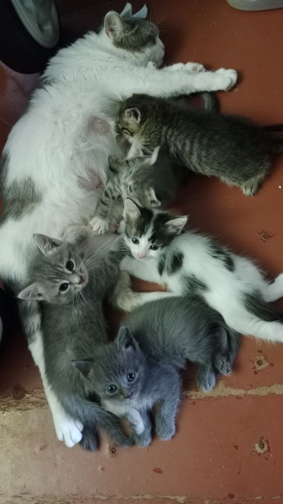 Отдадим котят 1 мес 1 неделя