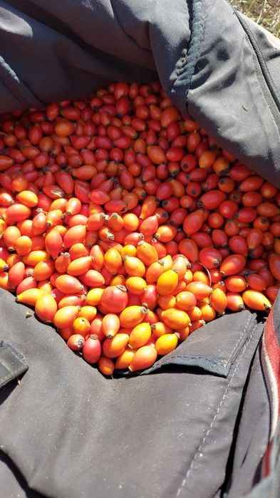 Măceșe proaspăt culese  calitate superioară!
Vând măceșe strânse manu