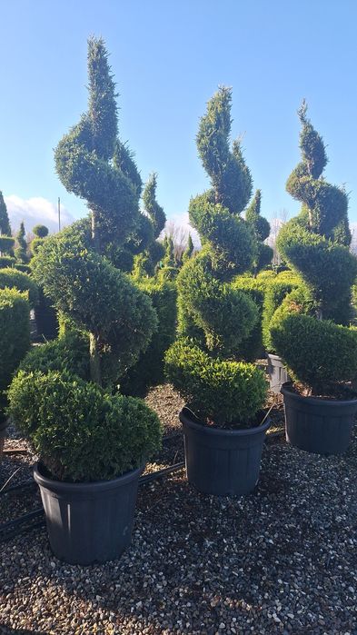 Plante ornamentale pentru gradina magnolia