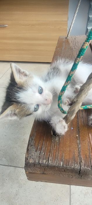 Donez un pisoi foarte dragut si jucaus